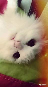 老猫叫视频,探寻喵星人的神秘语言