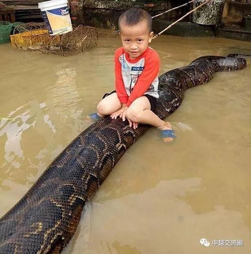 莽蛇吃人真实视频,莽蛇捕食人类真实画面曝光