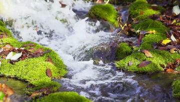 小溪流视频,探寻自然之美与生命之源