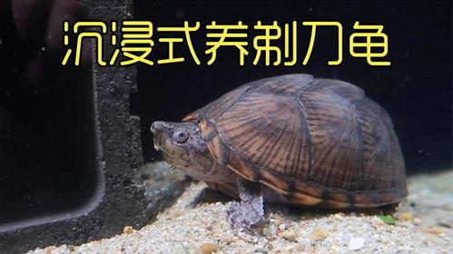 剃刀龟视频,揭秘古老生物的生存智慧与进化奇迹