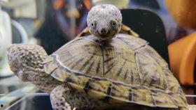 剃刀龟视频,揭秘古老生物的生存智慧与进化奇迹