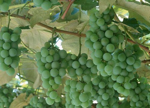 二年葡萄剪枝视频,二年生葡萄树高效管理指南