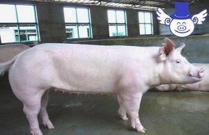 养猪技术 视频,揭秘高效养殖之道